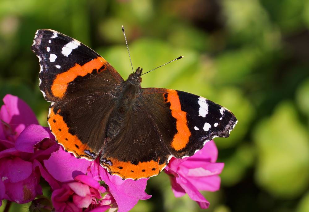 Red Admiral